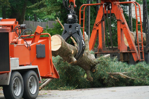 Best Tree Removal Cost  in Diboll, TX